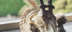 Zonder titel (1400 x 620 px) (2)